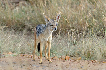 Chacal à chabraque, Canis mesomelis, Afrique