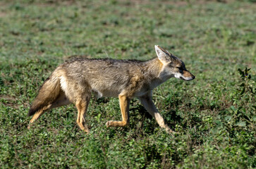 Chacal doré, Chacal commun, Canis aureus, Tanzanie
