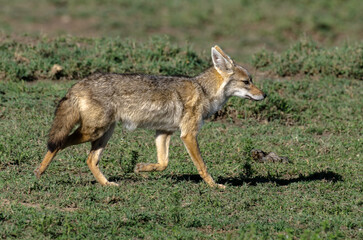 Chacal doré, Chacal commun, Canis aureus, Tanzanie