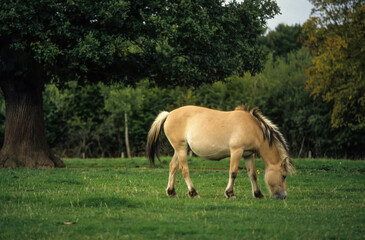 Obraz premium Cheval, race Henson, Baie de Somme, 80, Somme, France