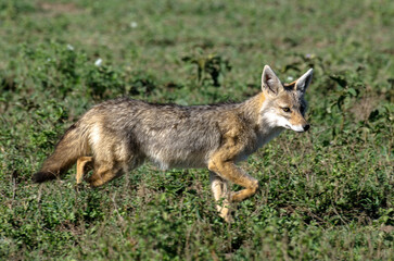 Chacal doré, Chacal commun, Canis aureus, Tanzanie