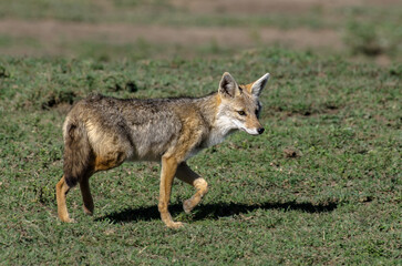 Chacal doré, Chacal commun, Canis aureus, Tanzanie