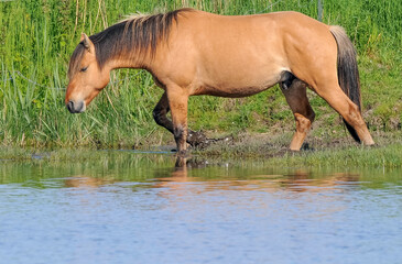 Naklejka premium Cheval, race Henson, Baie de Somme, 80, Somme, France