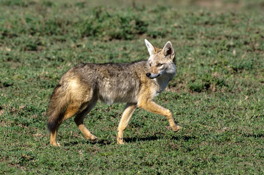 Chacal dor&eacute;, Chacal commun, Canis aureus, Tanzanie