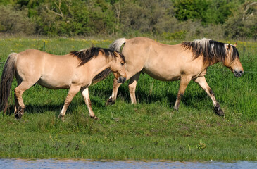 Cheval, race Henson, Baie de Somme, 80, Somme, France