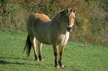 Cheval, race Henson, Baie de Somme, 80, Somme, France