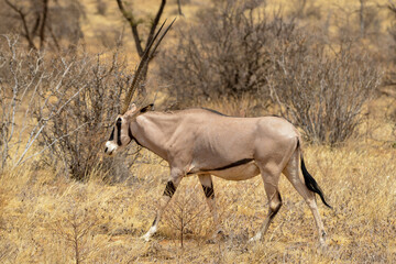 Oryx beisa, femelle et jeune,  Oryx gazella beisa, Parc national de Samburu, Kenya