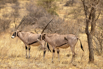 Fototapeta premium Oryx beisa, femelle et jeune, Oryx gazella beisa, Parc national de Samburu, Kenya