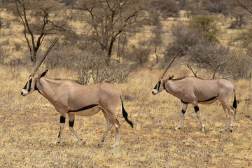 Oryx beisa, femelle et jeune,  Oryx gazella beisa, Parc national de Samburu, Kenya