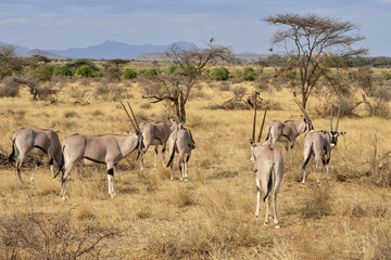 Oryx beisa, femelle et jeune,  Oryx gazella beisa, Parc national de Samburu, Kenya