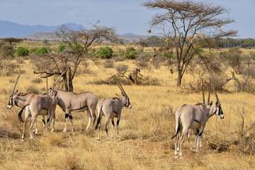 Oryx beisa, femelle et jeune,  Oryx gazella beisa, Parc national de Samburu, Kenya