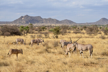 Oryx beisa, femelle et jeune,  Oryx gazella beisa, Parc national de Samburu, Kenya