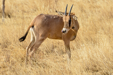 Oryx beisa, femelle et jeune,  Oryx gazella beisa, Parc national de Samburu, Kenya
