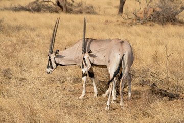 Oryx beisa, femelle et jeune,  Oryx gazella beisa, Parc national de Samburu, Kenya
