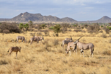 Oryx beisa, femelle et jeune,  Oryx gazella beisa, Parc national de Samburu, Kenya