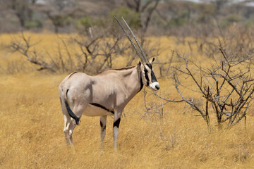 Oryx beisa, femelle et jeune,  Oryx gazella beisa, Parc national de Samburu, Kenya