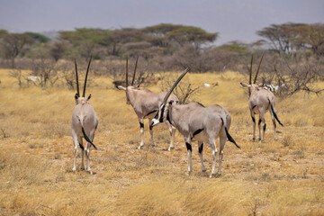 Oryx beisa, femelle et jeune,  Oryx gazella beisa, Parc national de Samburu, Kenya