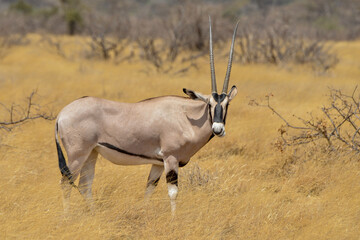 Oryx beisa, femelle et jeune,  Oryx gazella beisa, Parc national de Samburu, Kenya