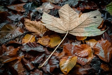leaves lie on a bunch of brown and yellow foliage near a wooden fence