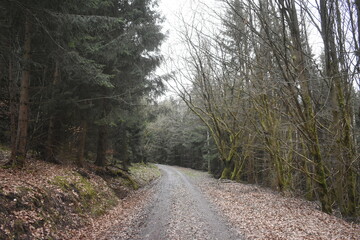 Fototapeta premium Hiking in the forest near Hessisch Lichtenau