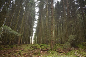 Hiking in the forest near Hessisch Lichtenau