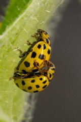 Zweiundzwanzigpunkt Marienkäfer - Paarung