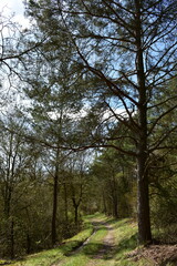 Hiking in the forest near Hessisch Lichtenau
