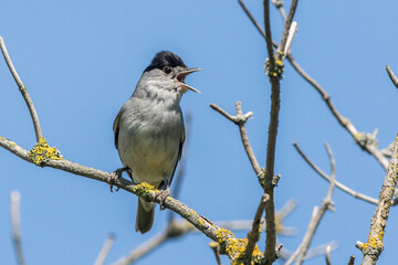 European blackcap (Sylvia atripacilla)