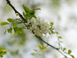 Closeup of the delicate Black locust (Robinia pseudoacacia) dangle from wild tree branches