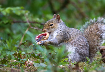 Squirrel nibbling on a snack on a tree branch