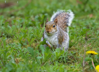 Squirrel perched in grassy field
