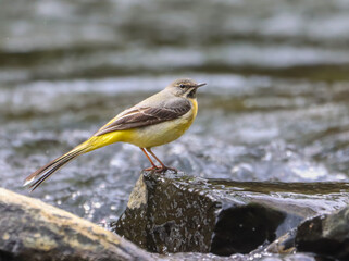 Gray wagtail resting on a rock near the water and stones