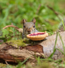 Squirrel munching on a slice of food atop a tree stump