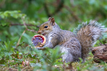 Squirrel standing on hind legs, holding object in mouth, with mouth open