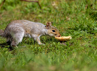 Tiny squirrel enjoying a meal in a grassy meadow