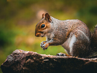 Squirrel perched on a fallen tree trunk, nibbling on peanuts