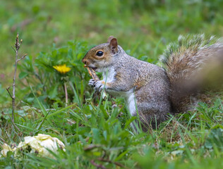 Grey squirrel with an object in its mouth