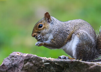 Squirrel perched on a rock