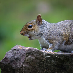 Squirrel with striking blue eyes and white chest feeding on a rock