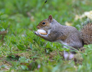 Squirrel in field next to flowers, eating and standing in grass