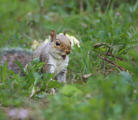 Squirrel sitting alert in grass