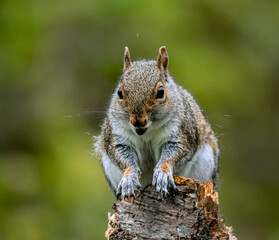 Squirrel on a tree stump making eye contact with the camera