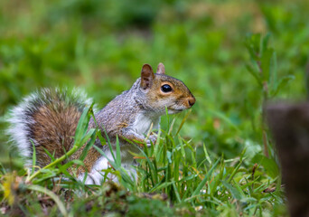 Squirrel sitting outdoors on grass with its tail extended