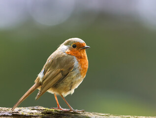 Robin perched on wood with vibrant orange breast