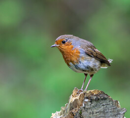 Orange and gray robin perched on a tree stump