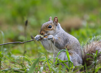 Squirrel nibbles on a stick in a grassy field