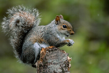 Squirrel perched on a stump against a green backdrop