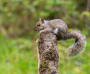 Squirrel perched on a branch, tail hanging down