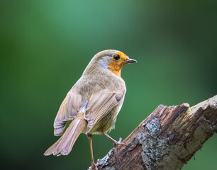 Tiny yellow robin sitting on a tree branch