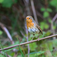 Tiny robin perched on a tree branch in a forest